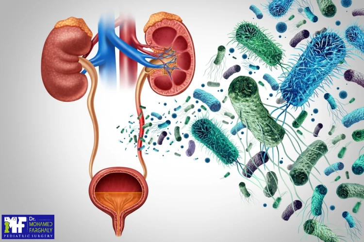 الاحليل السفلي